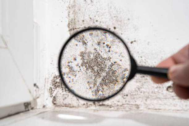 Mold Odor Removal Services in Medford, NY